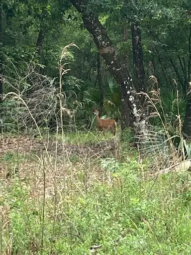 Photo of deer in a wooded area, finding some of the wildlife at Payne's Prairie Preserve Park